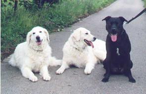 Momo v. Schloss Brke und american Staff-Terrier King beim Training. 